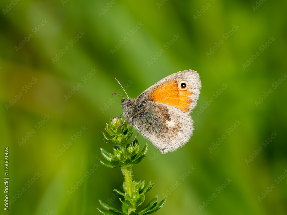 Small Heath Butterfly Resting on a Plant Small Heath Butterfly Resting on a Plant