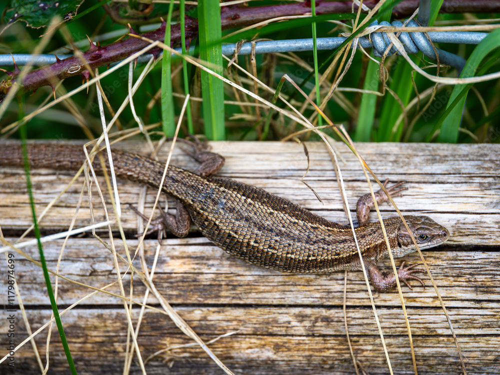 Common Lizard Basking on a Post