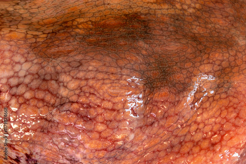 The texture of the wet skin of a large octopus. Bright abstract background.