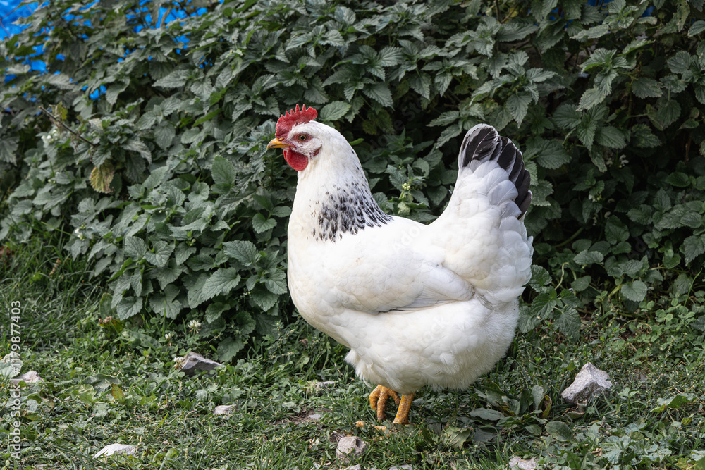 Healthy free range white chicken walking on grass Healthy free range white chicken walking on grass
