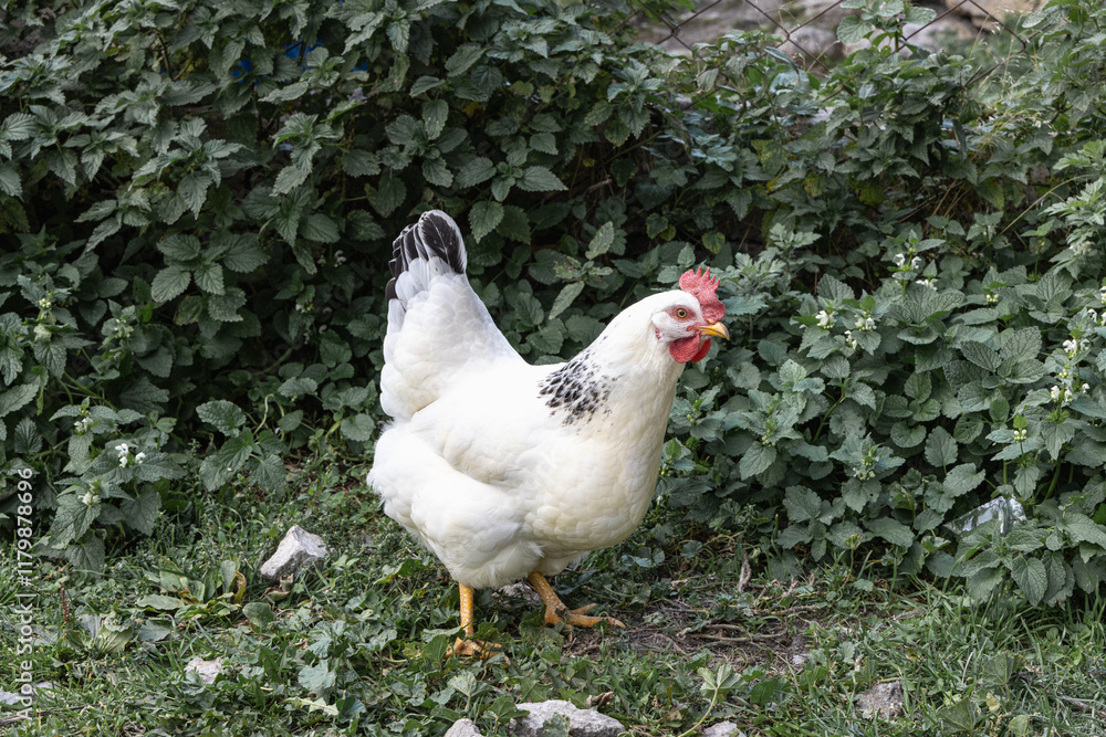 Healthy free range white chicken walking on grass Healthy free range white chicken walking on grass