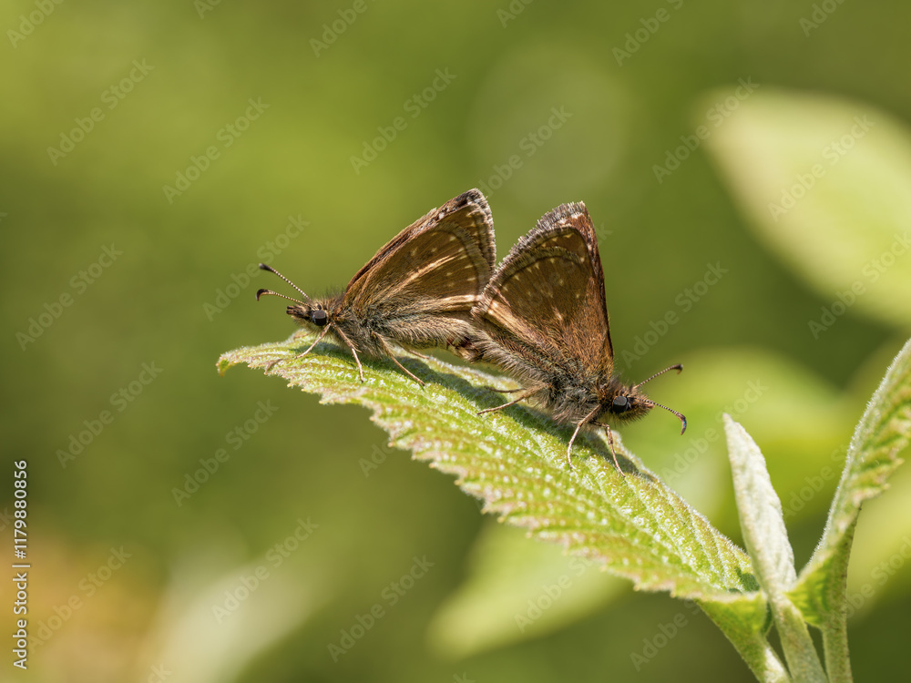 Obraz premium Dingy Skipper Butterflies Mating on a Leaf