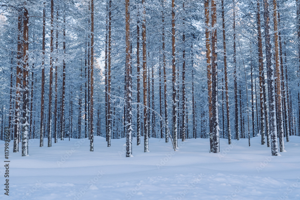 Cropped image of tall trees capped with ice and snow in nordic climate and environment, breathtaking scenery of winter forest landscape Cropped image of tall trees capped with ice and snow in nordic climate and environment, breathtaking scenery of winter forest landscape