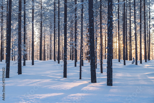Winter scenic location wonderland with tall white trees in frosty climate, natural environment on Riisitunturi national park destination