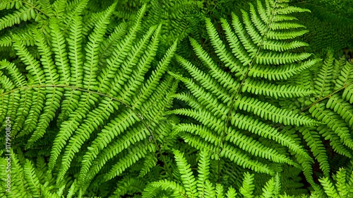 Wallpaper Mural of a fern frond, highlighting the intricate leaf structure and vibrant green color. | Fern  Torontodigital.ca