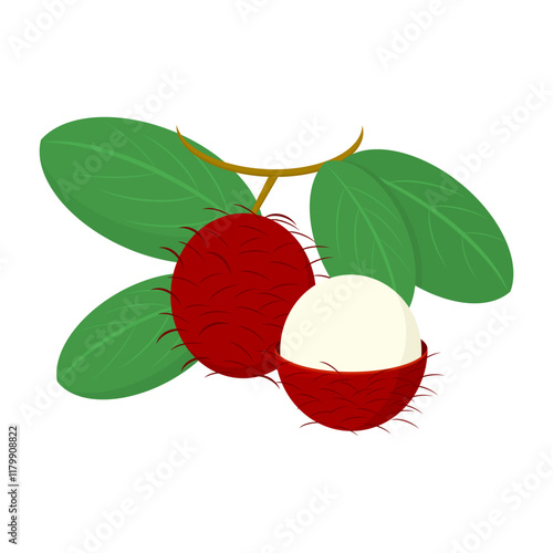 rambutan. tropical fruit. ripe rambutan. sweet fruit. vector illustration