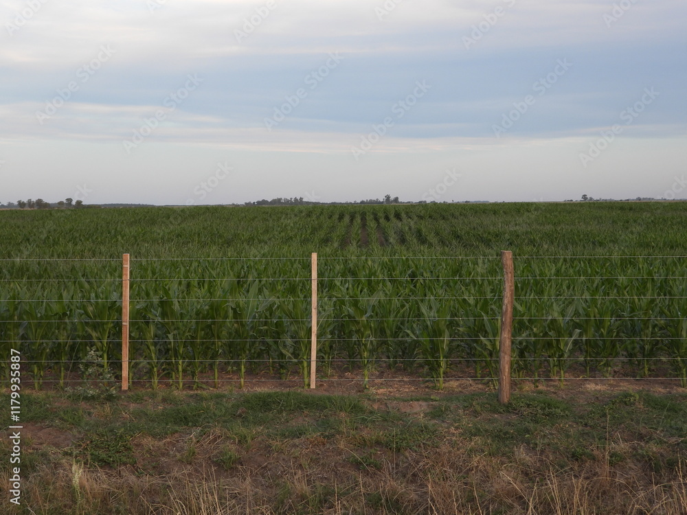 Fototapeta premium field of grass and fence