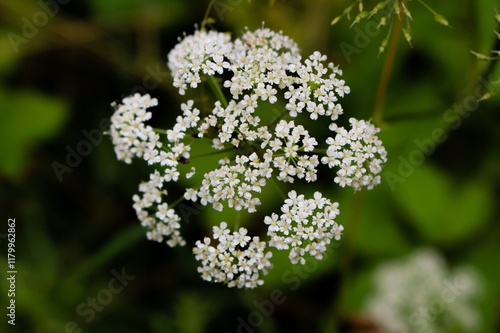 close up of an umbellifer