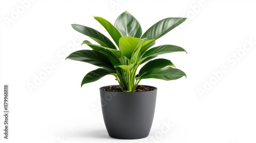 Desk plant with lush green leaves on transparent background