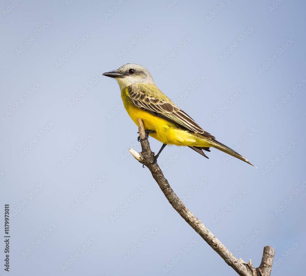 Tropical Kingbird perched on a branch in the Stick Marsh in Brevard County, Florida. Tropical Kingbird perched on a branch in the Stick Marsh in Brevard County, Florida.