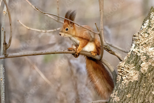 Squirrel perched on a branch in a serene forest setting during early spring