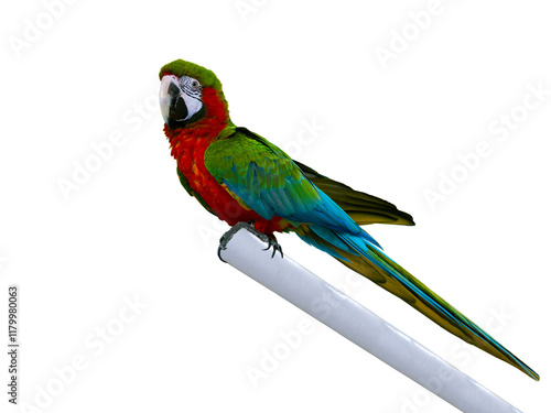  large green macaw, (ara ambigua). isolated on white background