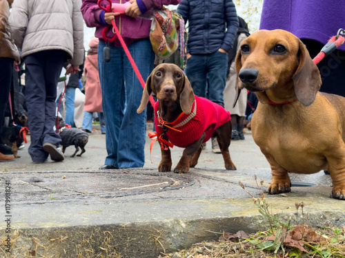 Dachshunds in colorful coats surrounded by a crowd during a pet parade in an urban park on a chilly day
