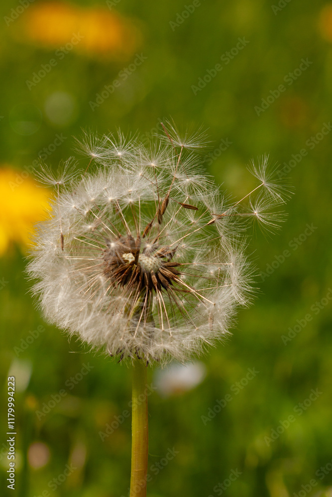 Fototapeta premium Löwenzahn Pusteblume mit kleinen, federleichten Schirmchen, die durch den Wind verbreitet werden