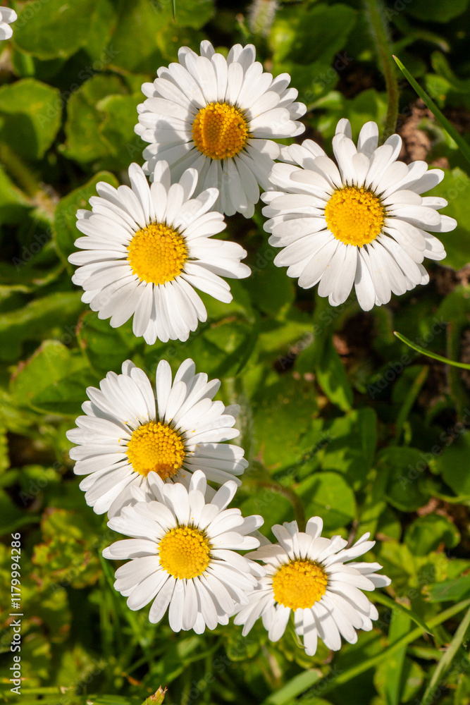 Fototapeta premium Gruppe von sechs Gänseblümchen