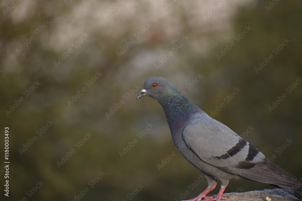 The domestic pigeon is a pigeon subspecies that was derived from the rock dove or rock pigeon. The rock pigeon is the world's oldest domesticated bird. Mesopotamian cuneiform tablets mention the domes The domestic pigeon is a pigeon subspecies that was derived from the rock dove or rock pigeon. The rock pigeon is the world's oldest domesticated bird. Mesopotamian cuneiform tablets mention the domes