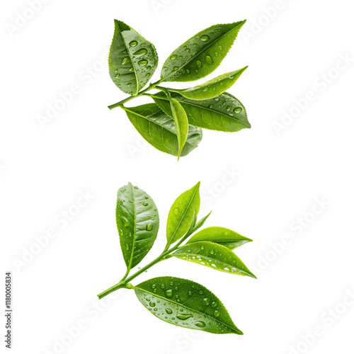 Fotografija Fresh green tea leaves in whit background.