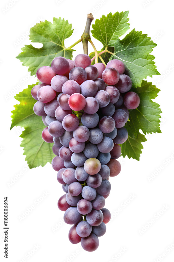 Obraz premium Cluster of Ripe Purple Grapes with Leaves - A vibrant cluster of ripe purple grapes hanging with fresh green leaves, perfect for illustrating fruit, wine, or nature themes. 