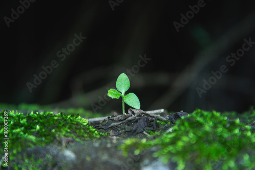 Little plant and Moss 