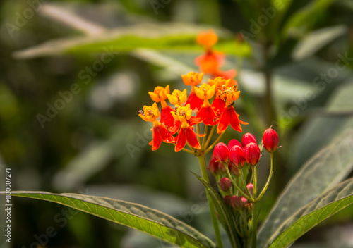Yellow and red flowers 
