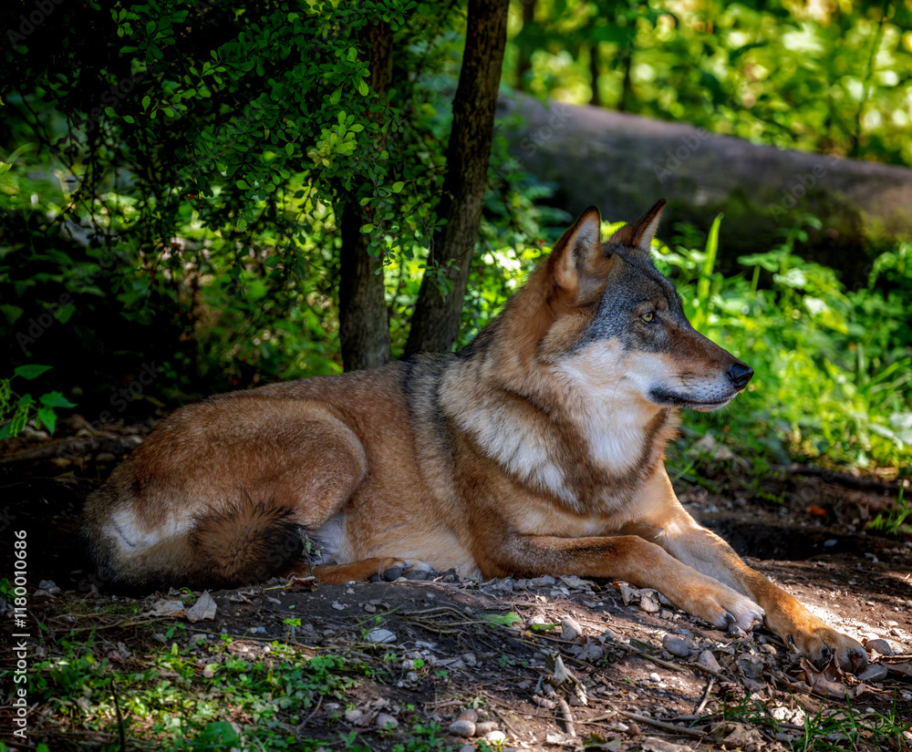 Wolf lying down in the woodland
