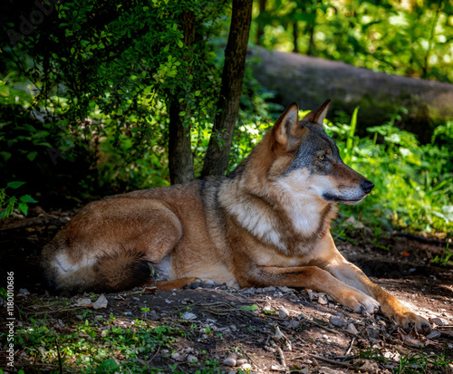 Wolf lying down in the woodland photo