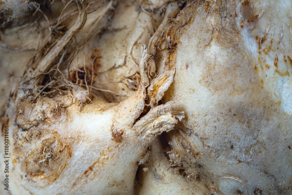 Abstract macro background of a celeriac