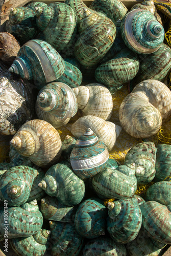 Many shells of sea snail Turbinate Monodont in Crete, Greece photo