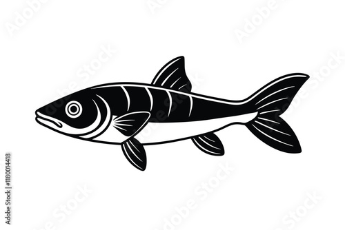illustration of a snook fish