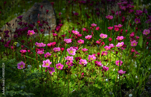 фотографія Texture. Pink blooming saxifrage in the garden.