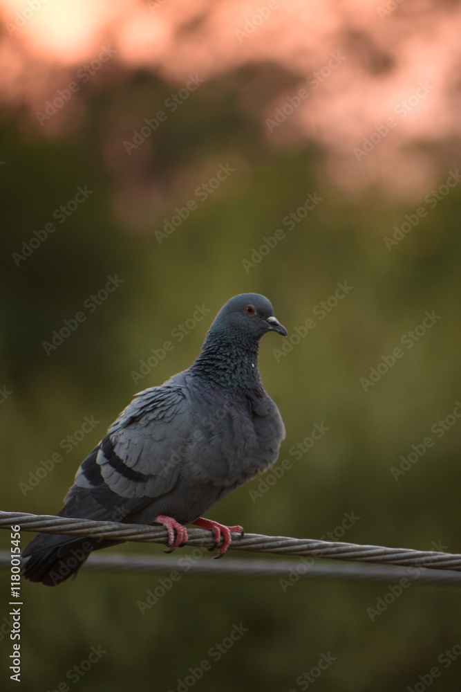 The domestic pigeon is a pigeon subspecies that was derived from the rock dove or rock pigeon. The rock pigeon is the world's oldest domesticated bird. Mesopotamian cuneiform tablets mention the domes The domestic pigeon is a pigeon subspecies that was derived from the rock dove or rock pigeon. The rock pigeon is the world's oldest domesticated bird. Mesopotamian cuneiform tablets mention the domes