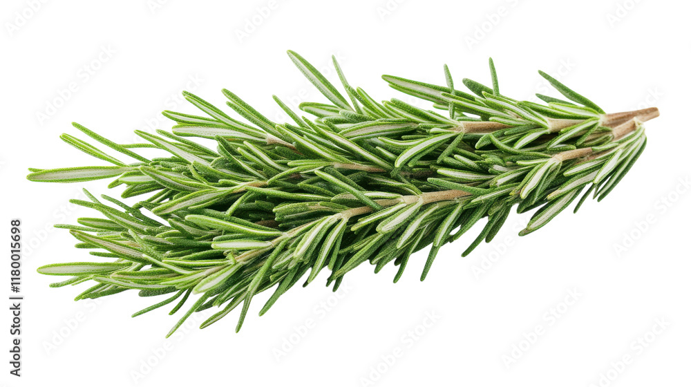 Fototapeta premium A fresh rosemary sprig rests on a white surface, showcasing its vibrant green hues