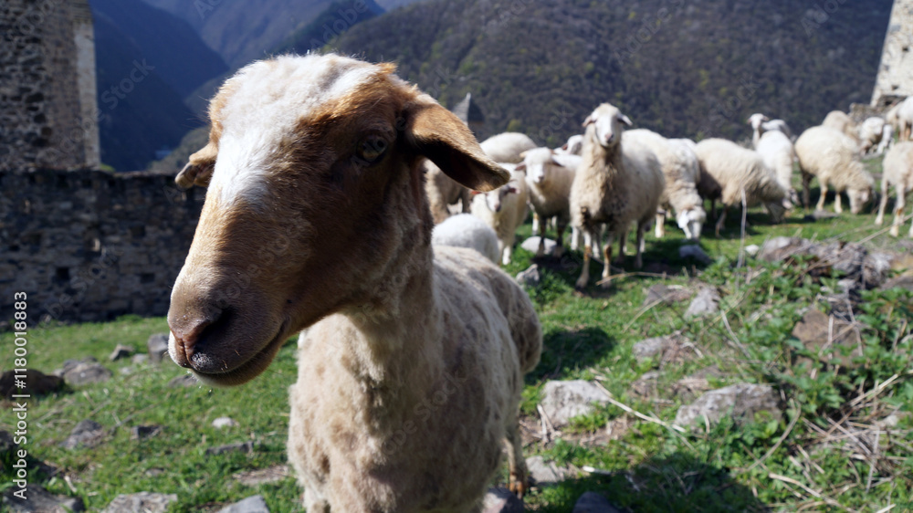 Obraz premium sheep in the mountains