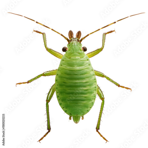 Close-up image of firefly green aphid on nature macro photography