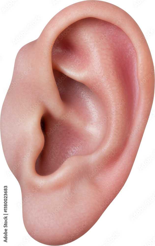 Naklejka premium human ear listening, listen, face part, skin and anatomy, isolated transparent png