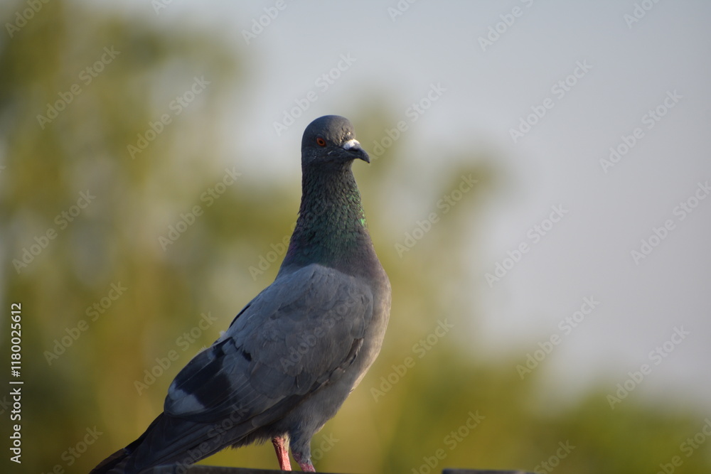 Obraz premium The domestic pigeon is a pigeon subspecies that was derived from the rock dove or rock pigeon. The rock pigeon is the world's oldest domesticated bird. Mesopotamian cuneiform tablets mention the domes