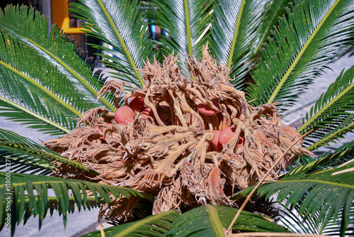 Close-up of a sago palm (Cycas revoluta), a species of gymnosperm in the family Cycadaceae, native to southern Japan, with the oval, orange fruits, very toxic and poisonous, Genoa, Liguria, Italy photo