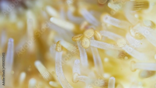 Sea urchin strongylocentrotus pallidus under microscope, phylum Echinodermata. Ambulacral legs and pedicellariae are visible. White Sea photo