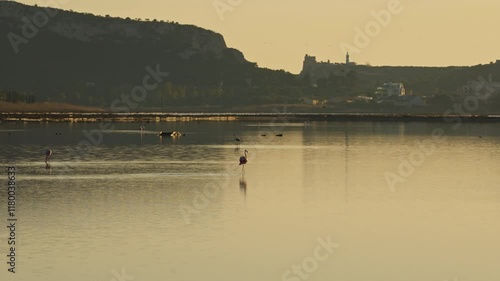 Pink Flamingos in Cagliari sunset, Italy Sardegna