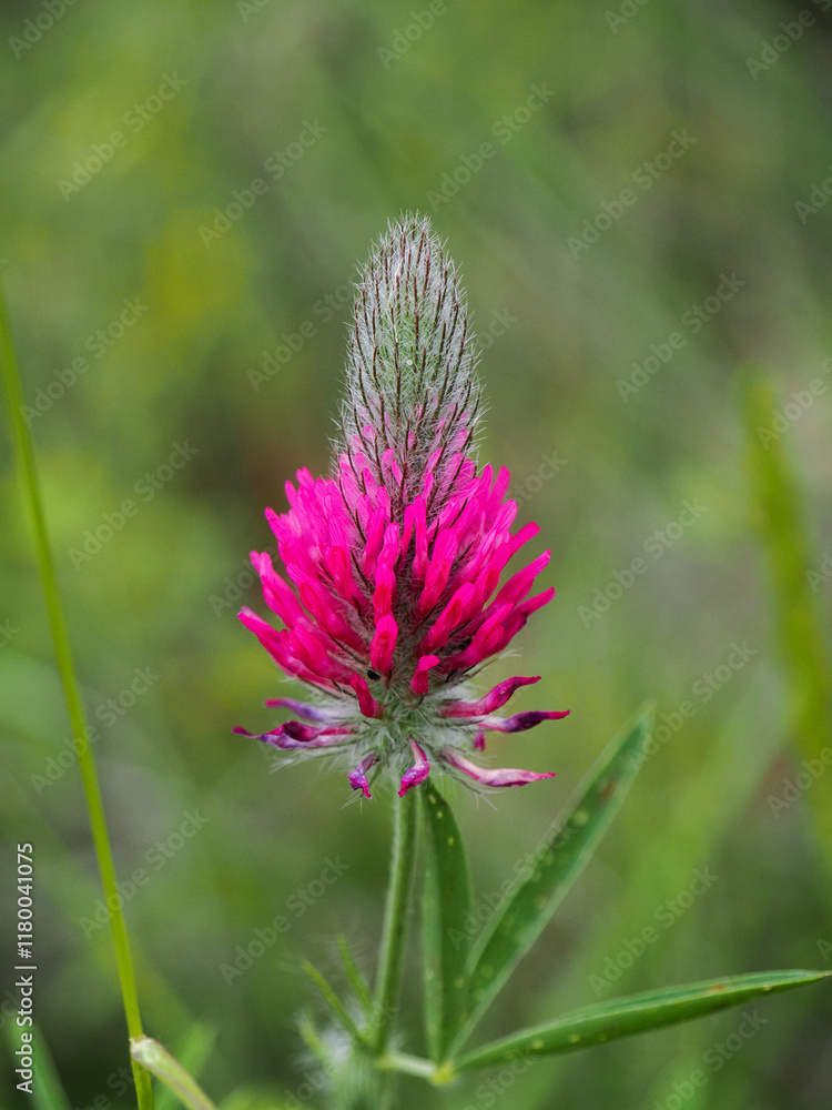 Trifolium or red clover flower close up photo, isolated on blurred green background. Hued pink flowers, green leaves Trifolium or red clover flower close up photo, isolated on blurred green background. Hued pink flowers, green leaves
