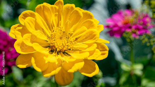 Yellow zinnia is genus of plants of tribe Heliantheae within family Asteraceae. Garden plants and floriculture or annuals flower growing