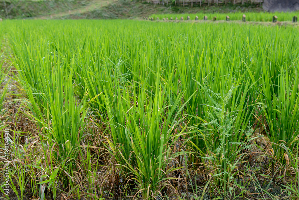 Obraz premium 田んぼ、稲、稲作