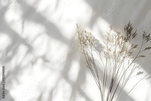 Dried pampas grass on white wall background with sunlight and shadows.