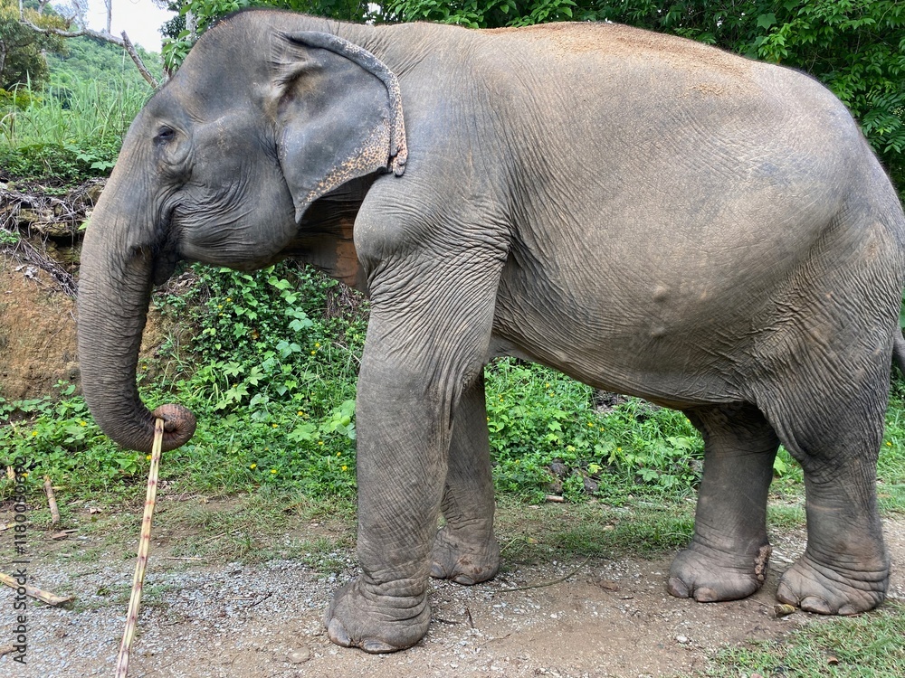 Fototapeta premium Elephants of Phuket