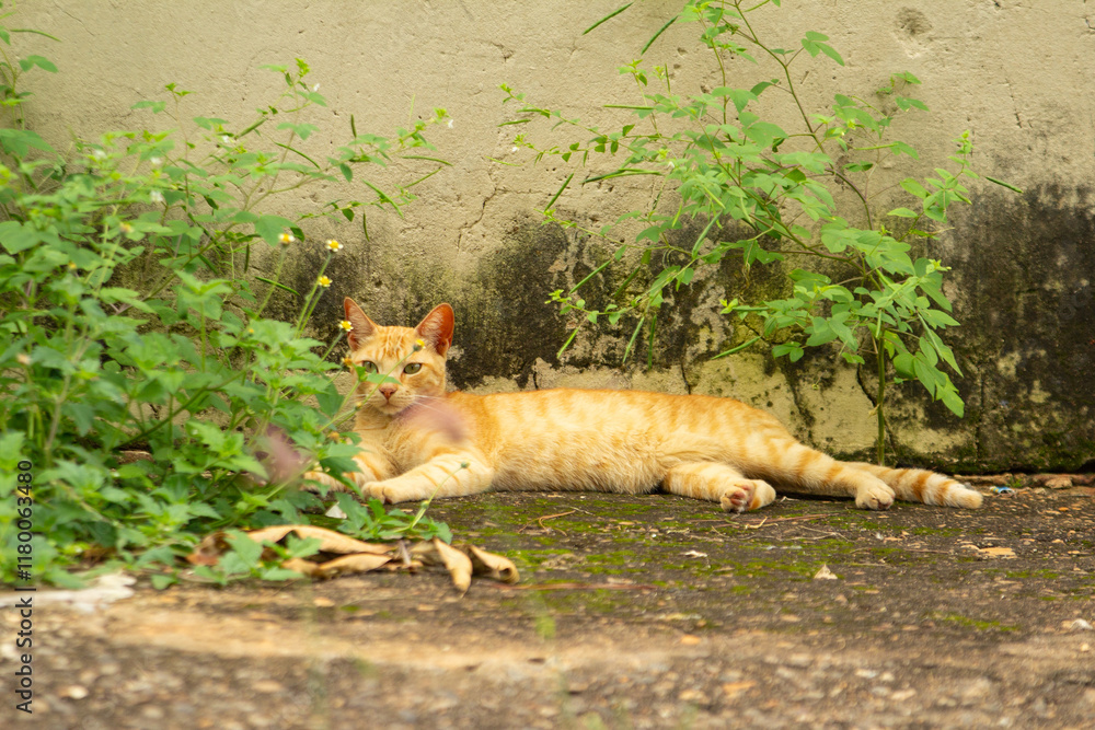 Um gatinho ruivo, sem lar, deitado, descansando na calçada entre o capim. Um gatinho ruivo, sem lar, deitado, descansando na calçada entre o capim.