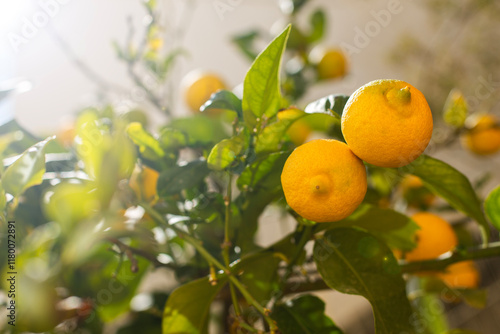 Bright yellow lemons hanging on a tree branch with lush green leaves, captured in sunlight on a warm day