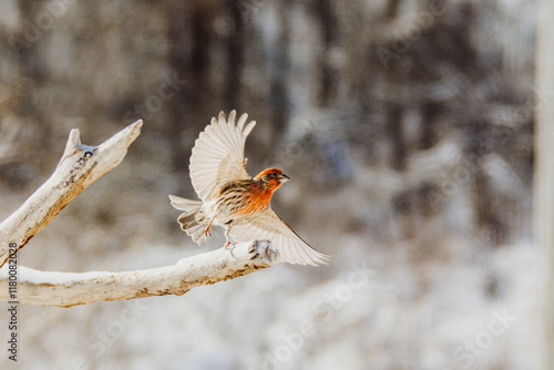 bird in flight