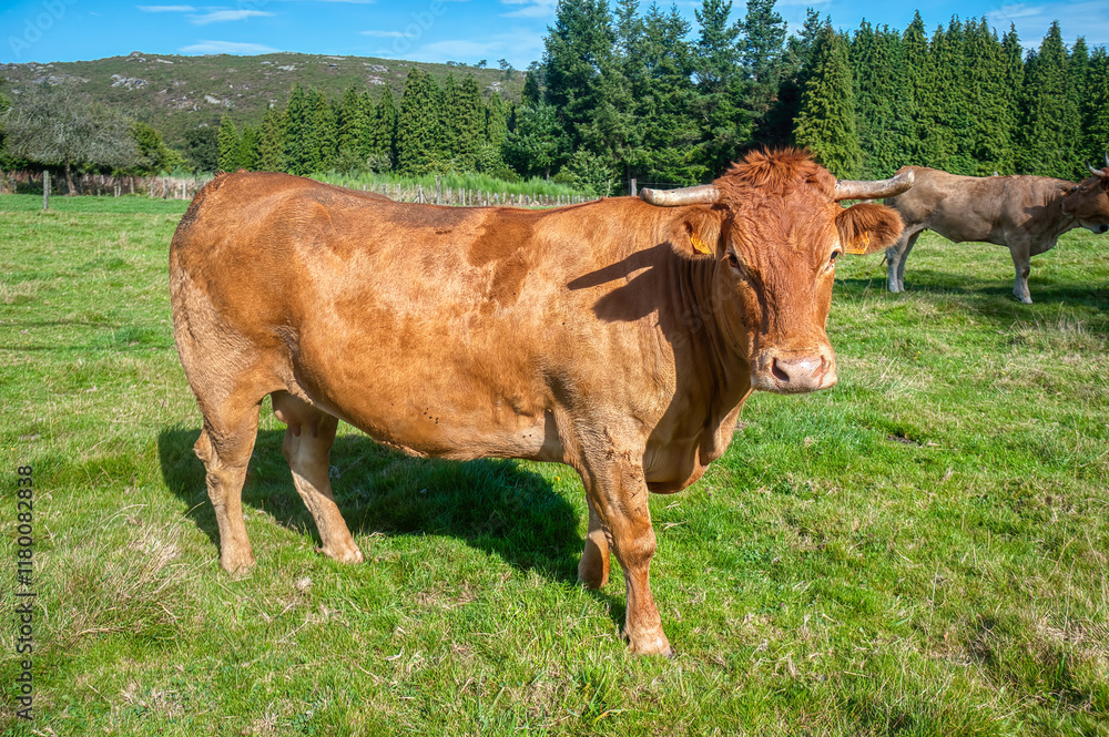 Cows grazing in the valleys of Asturias, Spain Cows grazing in the valleys of Asturias, Spain