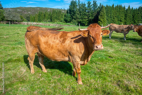 Cows grazing in the valleys of Asturias, Spain