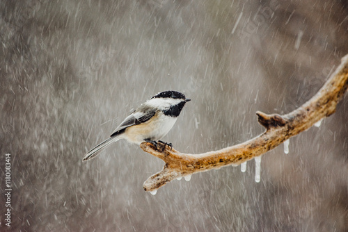 blackcapped chickadee on a icy branch